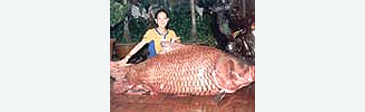 3026_Giant Siamese Carp_Catlocarpio siamensis.jpg